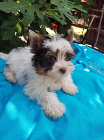 Yorkshire terrier biewer MINI