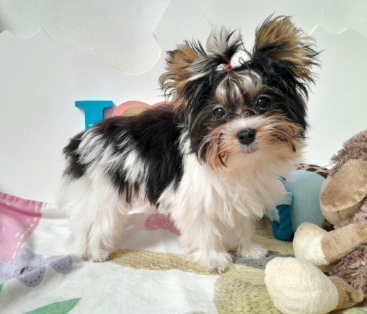 Biewer Yorkshire terrier