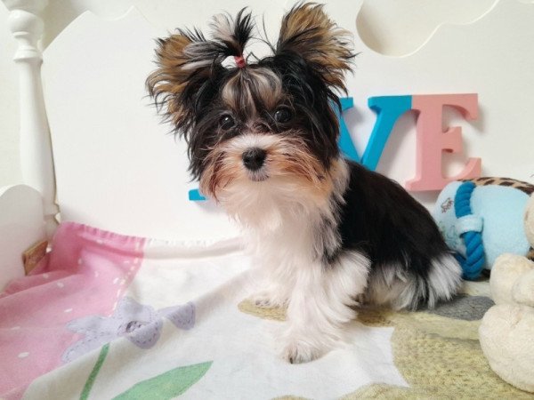 Biewer Yorkshire terrier