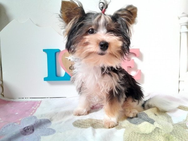 Biewer Yorkshire terrier