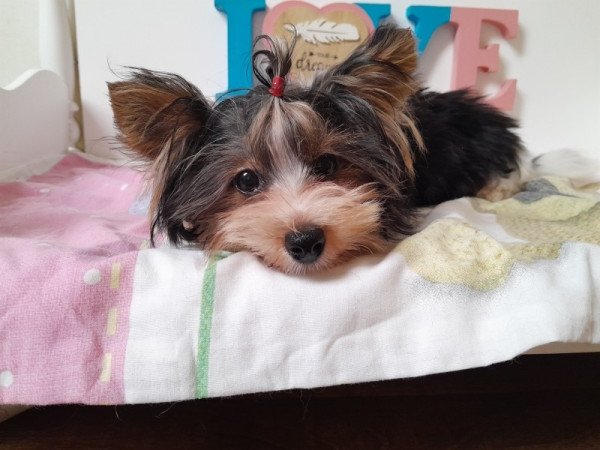 Biewer Yorkshire terrier