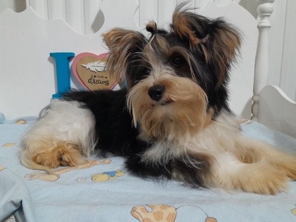 Biewer Yorkshire terrier