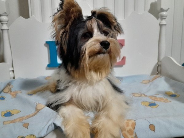 Biewer Yorkshire terrier