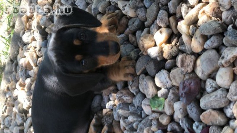 Tacskó kiskutya eladó