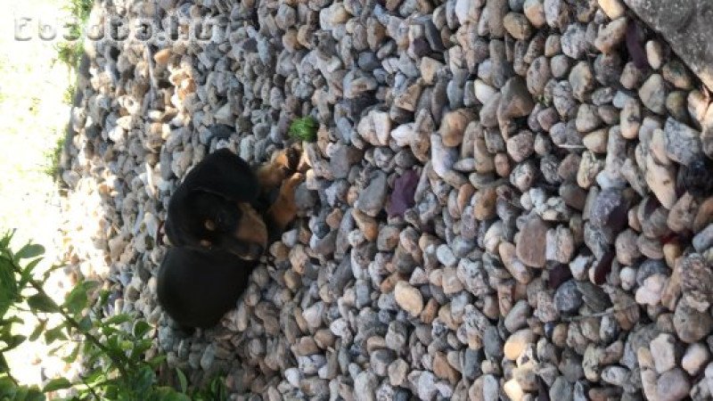 Tacskó kiskutya eladó