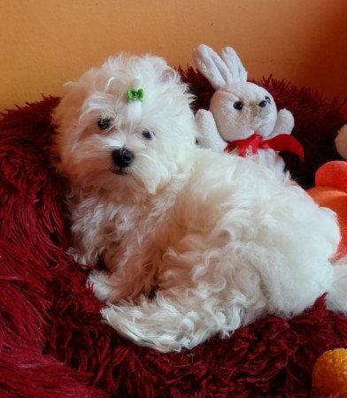 Bichon Havanese