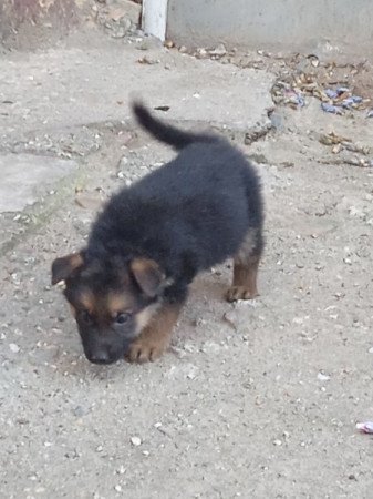 Németjuhász kiskutyák