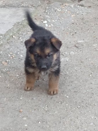 Németjuhász kiskutyák