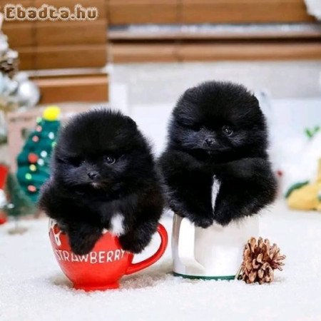 Pomerániai kölykök