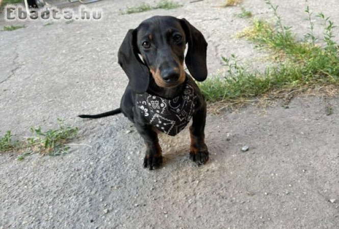 Törpe Tacskó kislány