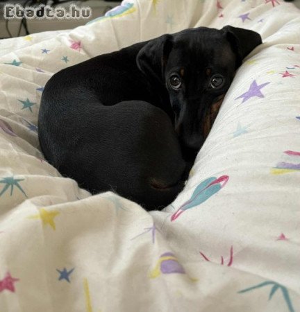 Törpe Tacskó kislány