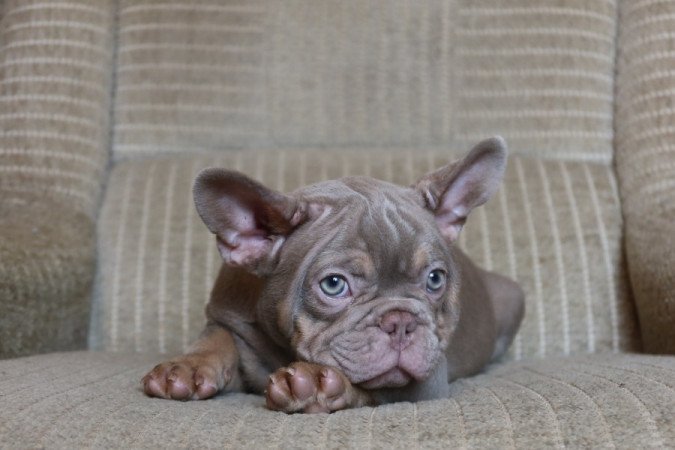 Francia bulldog