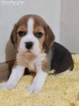 Beagle kölykök