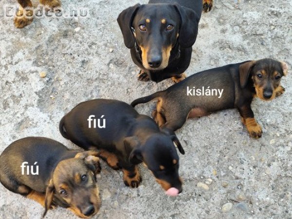 Törpe tacsko jellegű