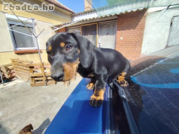 Törpe tacsko jellegű