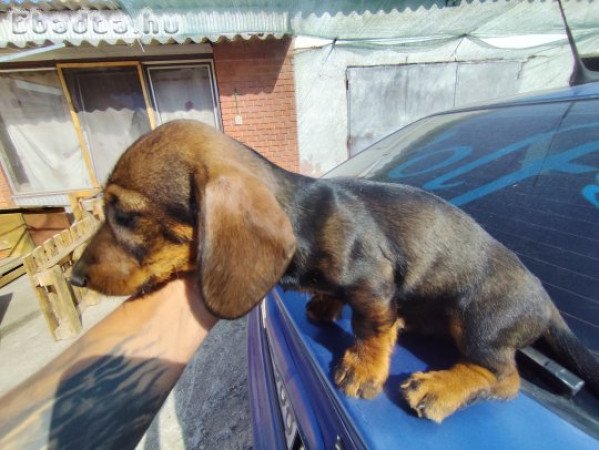 Törpe tacsko jellegű