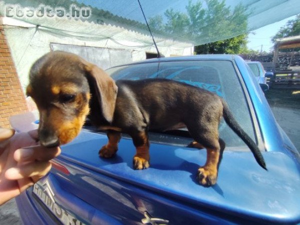 Törpe tacsko jellegű