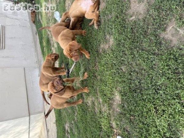 Bordeaux-i dog kölykök eladók
