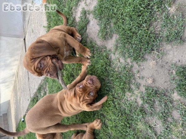 Bordeaux-i dog kölykök eladók