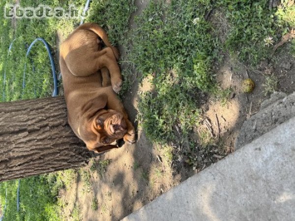 Bordeaux-i dog kölykök eladók