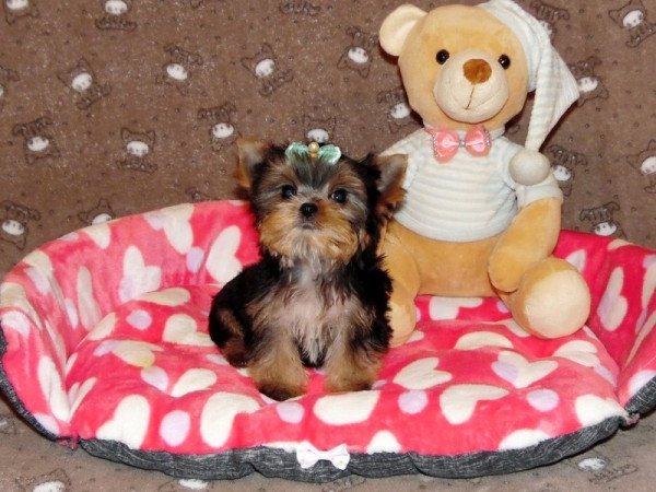 Yorkshire Terrier, Yorki