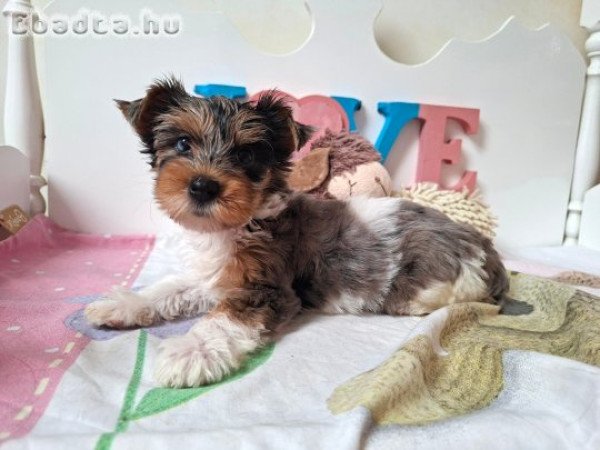 Yorkshire terrier kislány Yorki