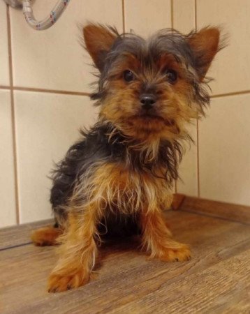 Yorkshire terrier