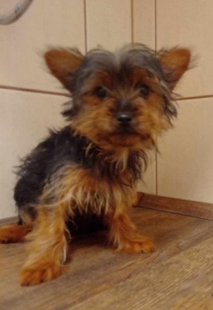 Yorkshire terrier