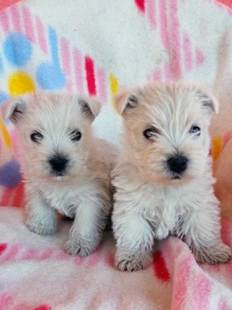 west highland white terrier