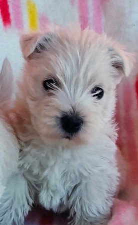 west highland white terrier