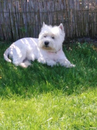 west highland white terrier