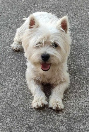 west highland white terrier