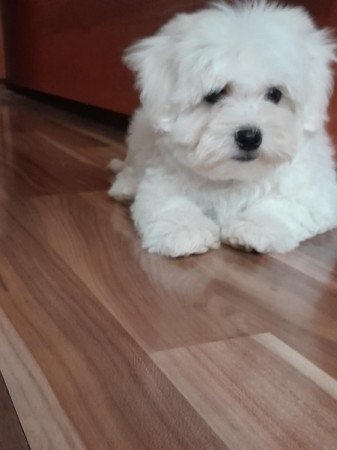 Máltai selyemszőrű