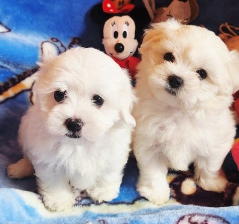 Bichon Havanese