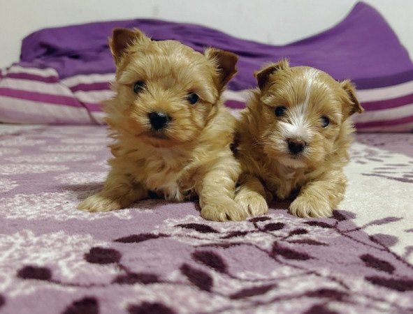 Golddust Yorkshire terrier