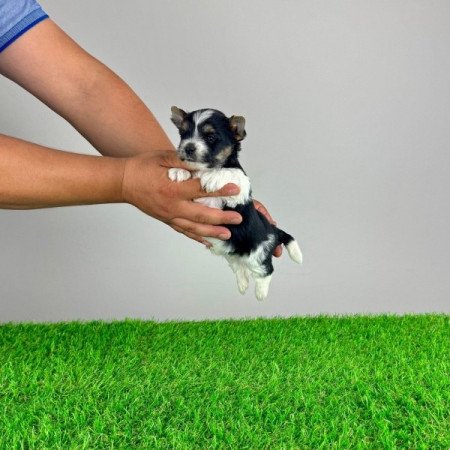 Biewer Yorkshire terrier