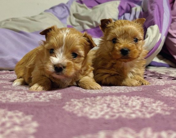 Golddust Yorkshire terrier