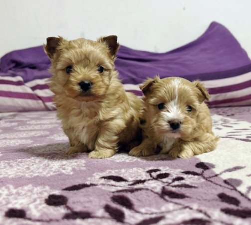 Golddust Yorkshire terrier