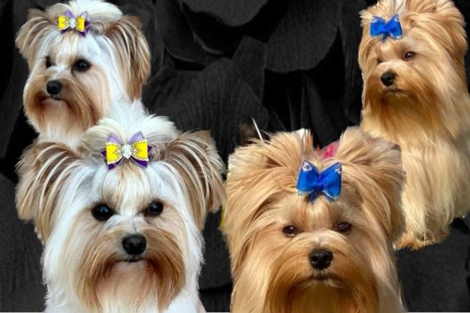 Golddust Yorkshire terrier