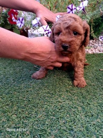 Máltai+uszkár=Maltipoo havanese bichon