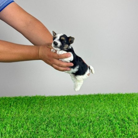 Biewer Yorkshire terrier