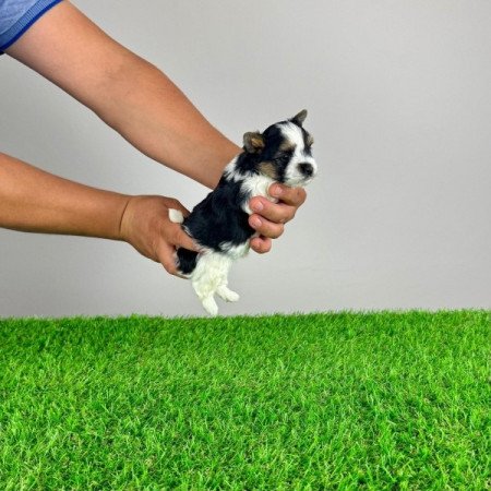 Biewer Yorkshire terrier