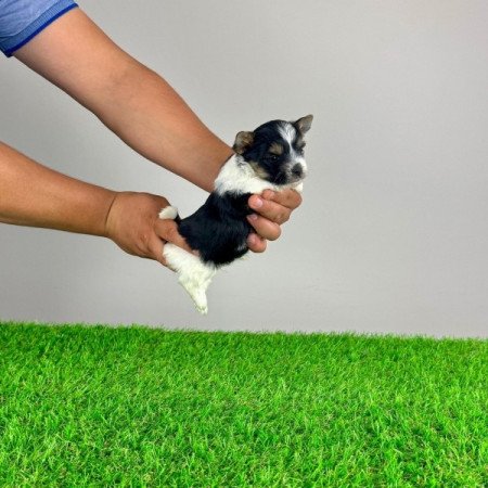 Biewer Yorkshire terrier