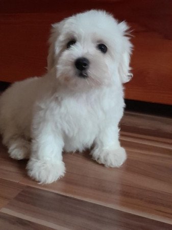 Máltai selyemszőrű