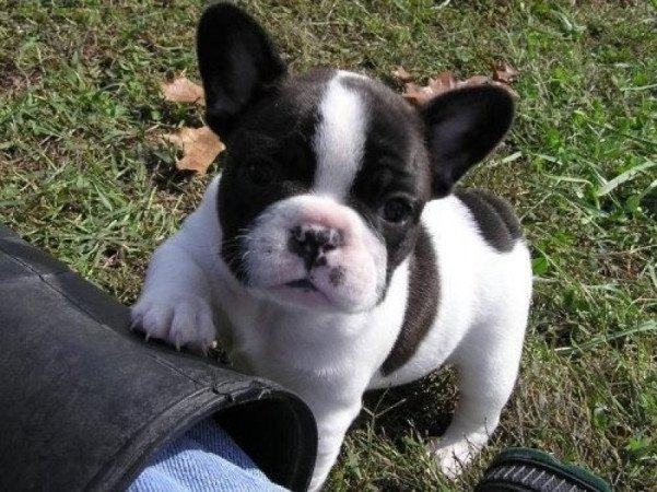 Francia bulldog