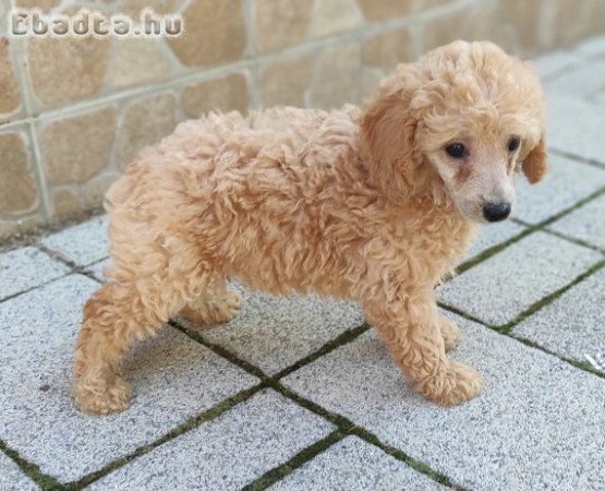 Törpe uszkár kiskutya gazdit keres