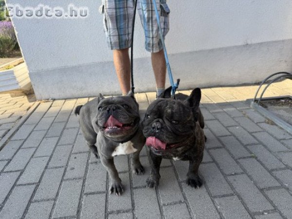 Francia Buldog kan/szuka