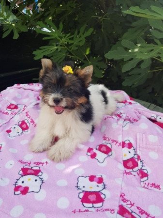 Yorkshire terrier biewer