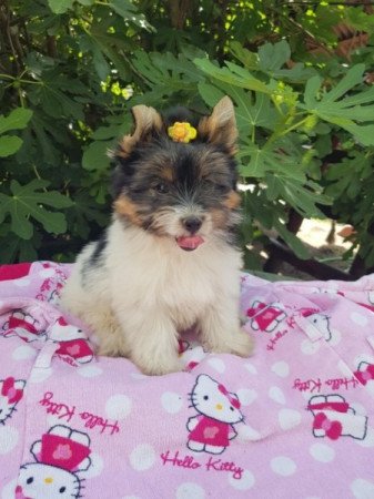 Yorkshire terrier biewer