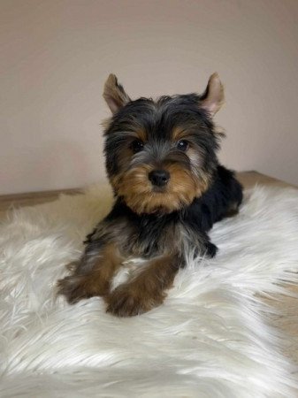 Yorkshire terrier